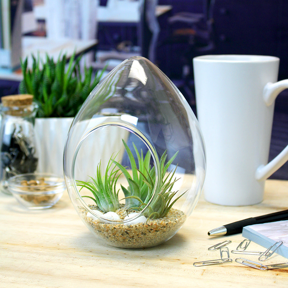 Teardrop Terrarium Kit with 3 Live Air Plants