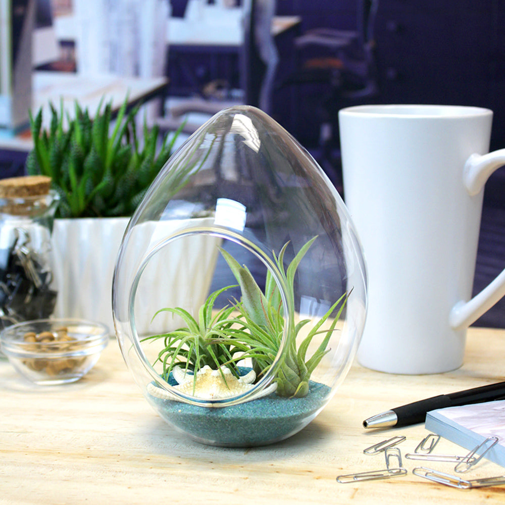 Teardrop outlet Small Geometric Glass Terrarium Kit with Air Plant & Sand / Handmade Planter / Indoor Gardening / Urban Garden for Air Plant