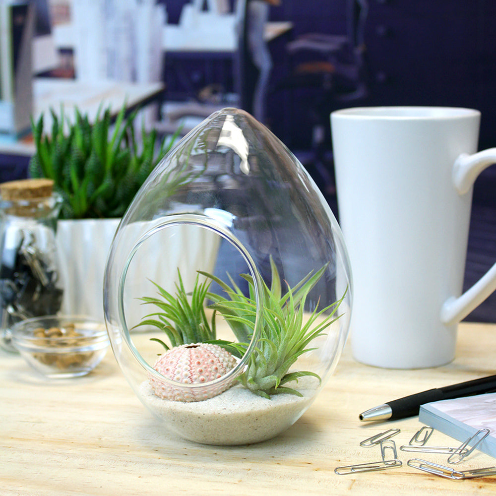 Teardrop Terrarium Kit with 3 Live Air Plants