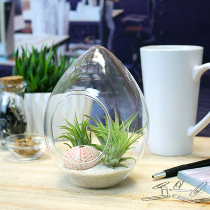 succulent terrarium kit with plants Teardrop Terrarium Kit with 3 Live Air Plants – NW Wholesaler