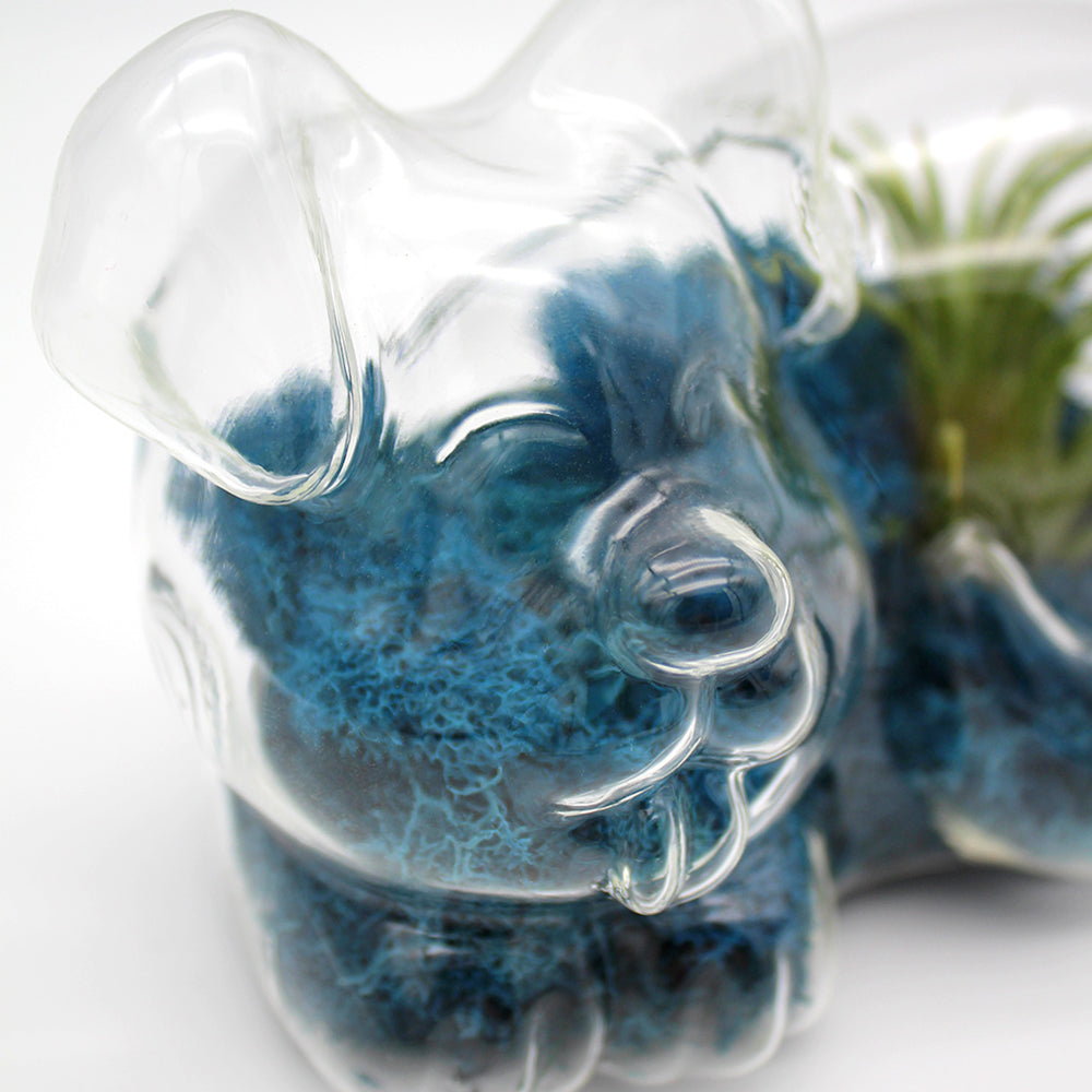 Glass Dog Air Plant Terrarium Kit