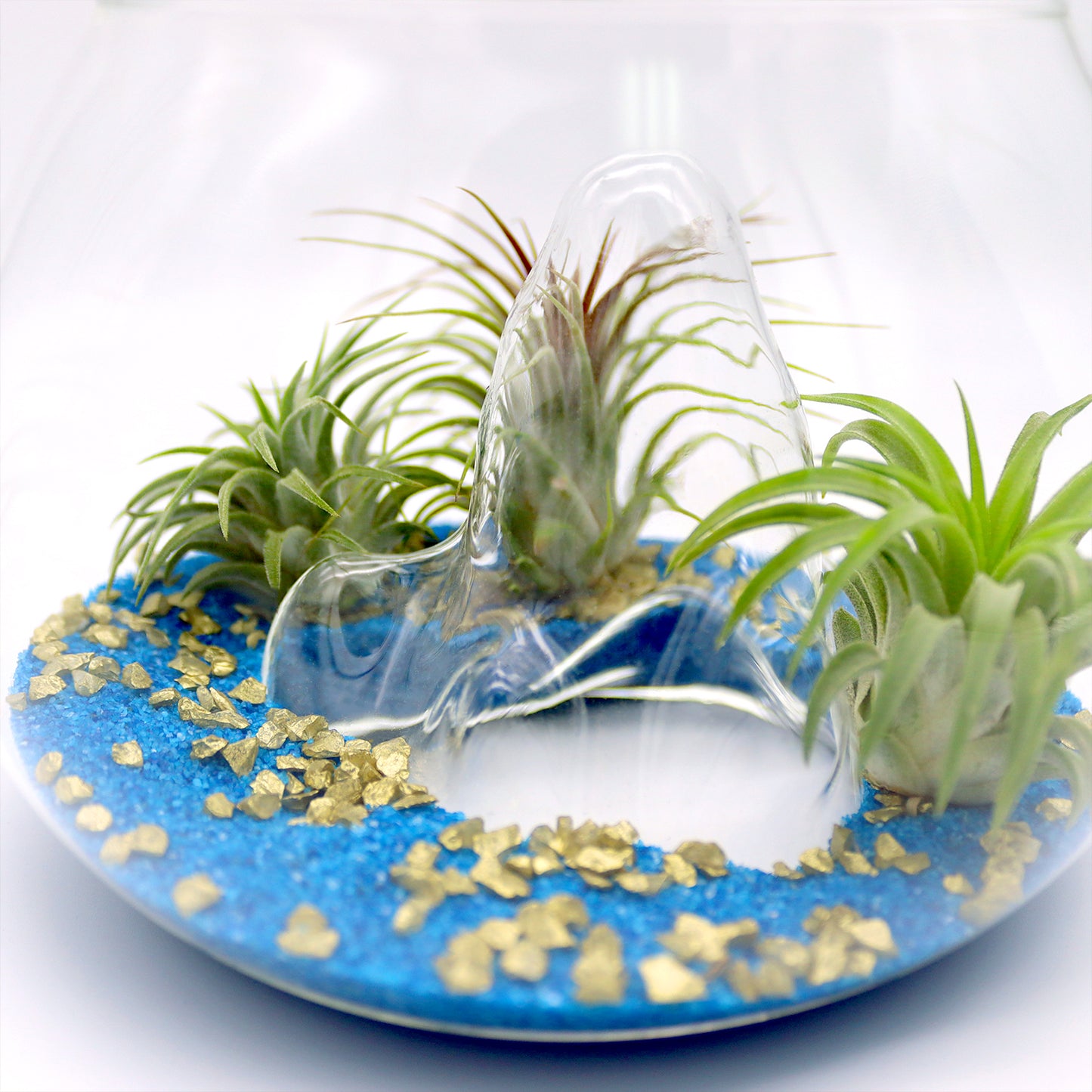 Treasure Island Air Plant Terrarium Kit