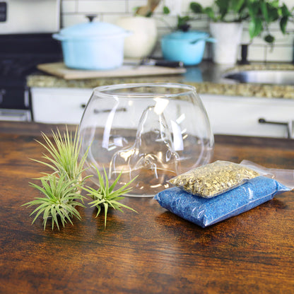 air plant terrarium makers kit Treasure Island Air Plant Terrarium Kit – NW Wholesaler