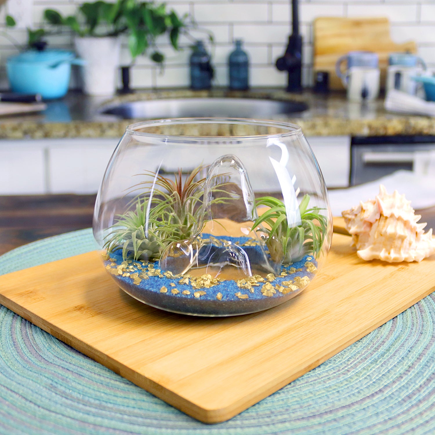 NW Wholesaler 4 inch Glass Orb Terrarium Kit with Blue Sand and 3 Live Air  Plants 