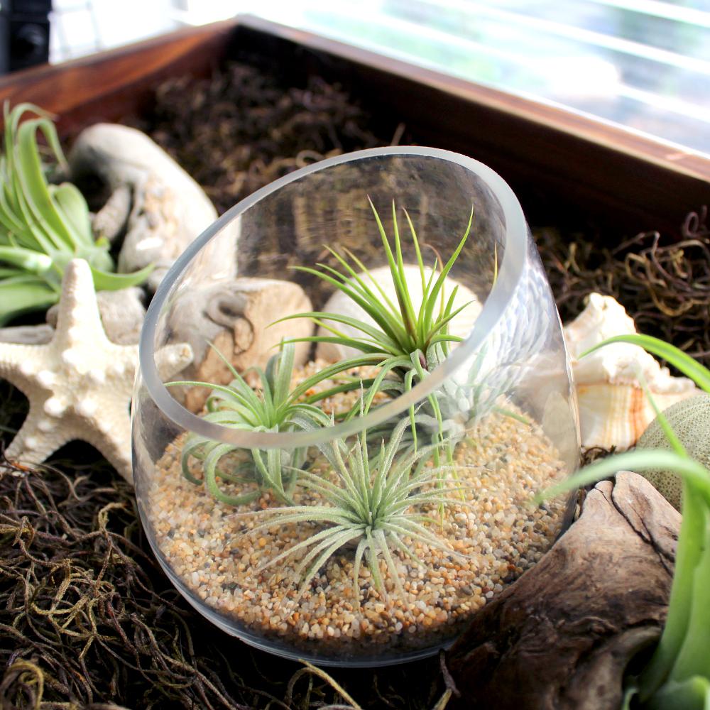 Retail Kit Bundle of Slanted Glass Terrarium Kit with Three Live Tillandsia Air Plants