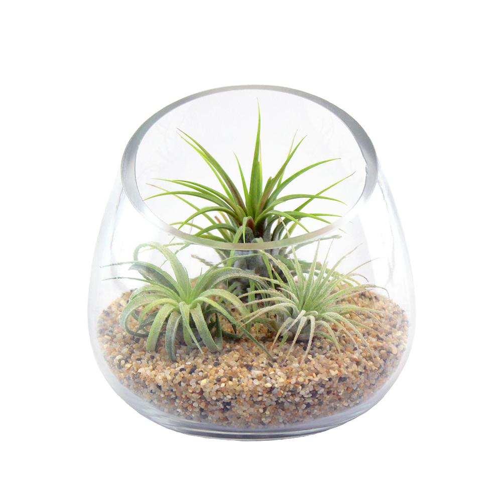 Retail Kit Bundle of Slanted Glass Terrarium Kit with Three Live Tillandsia Air Plants