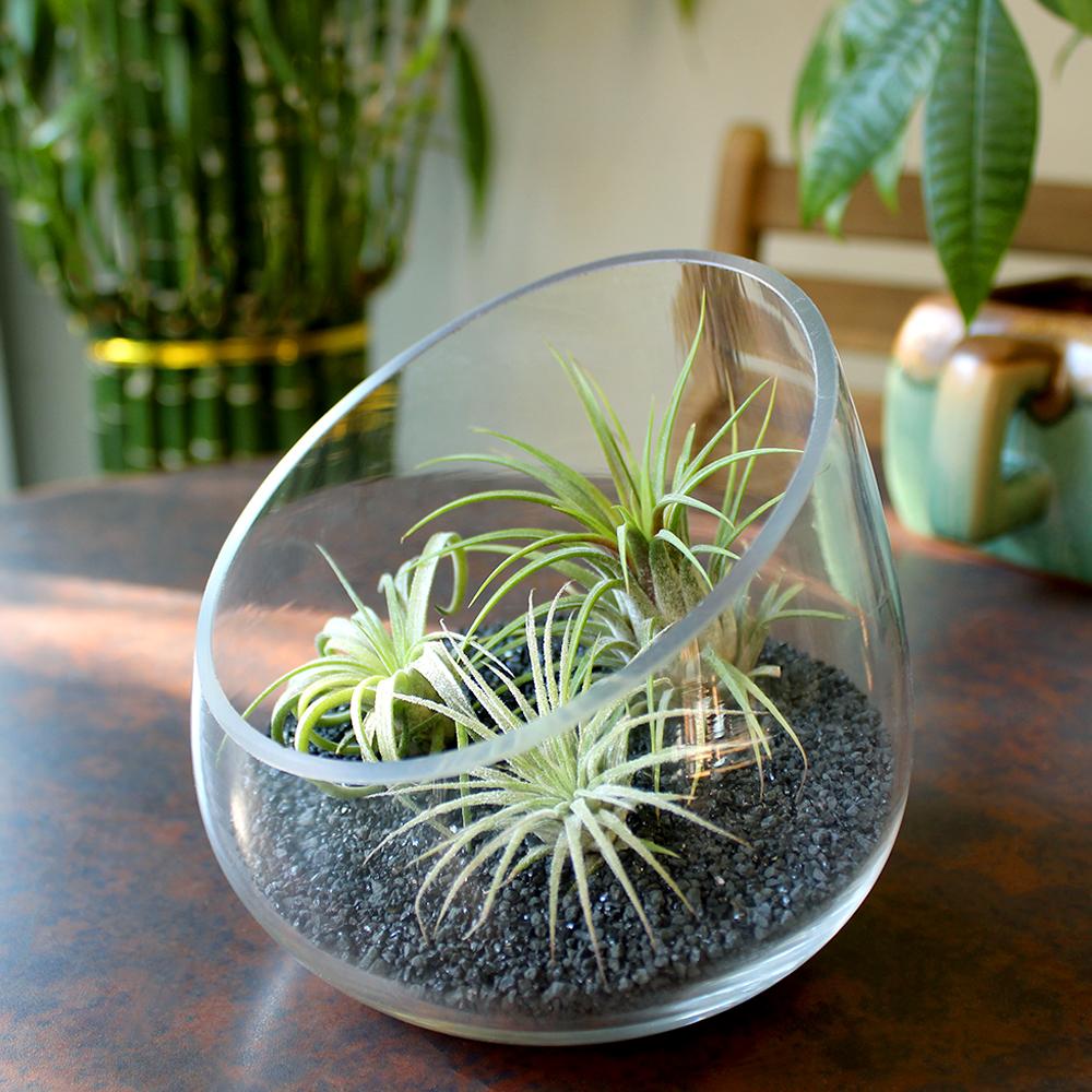 Retail Kit Bundle of Slanted Glass Terrarium Kit with Three Live Tillandsia Air Plants