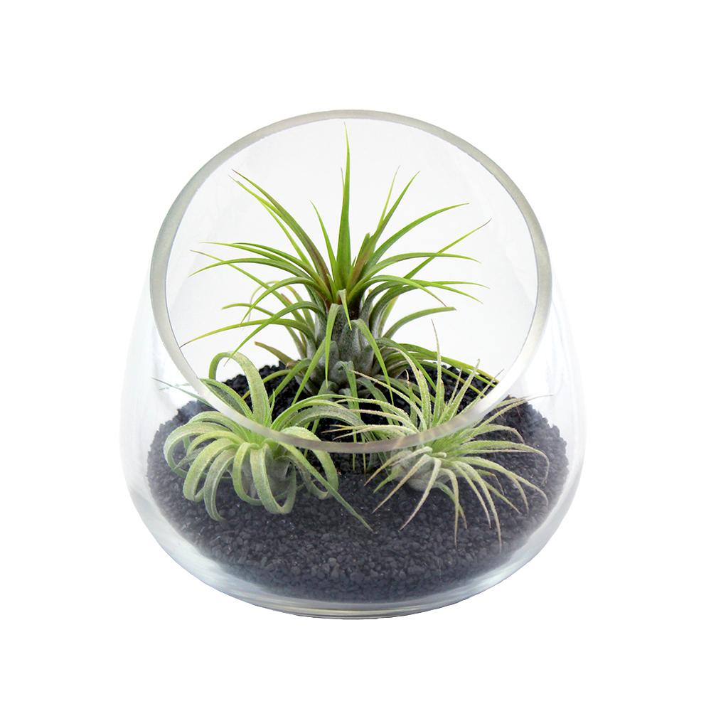 Retail Kit Bundle of Slanted Glass Terrarium Kit with Three Live Tillandsia Air Plants