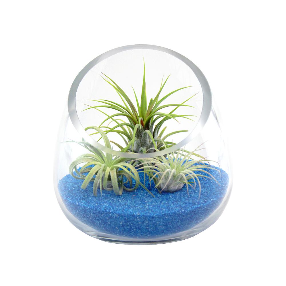 Retail Kit Bundle of Slanted Glass Terrarium Kit with Three Live Tillandsia Air Plants