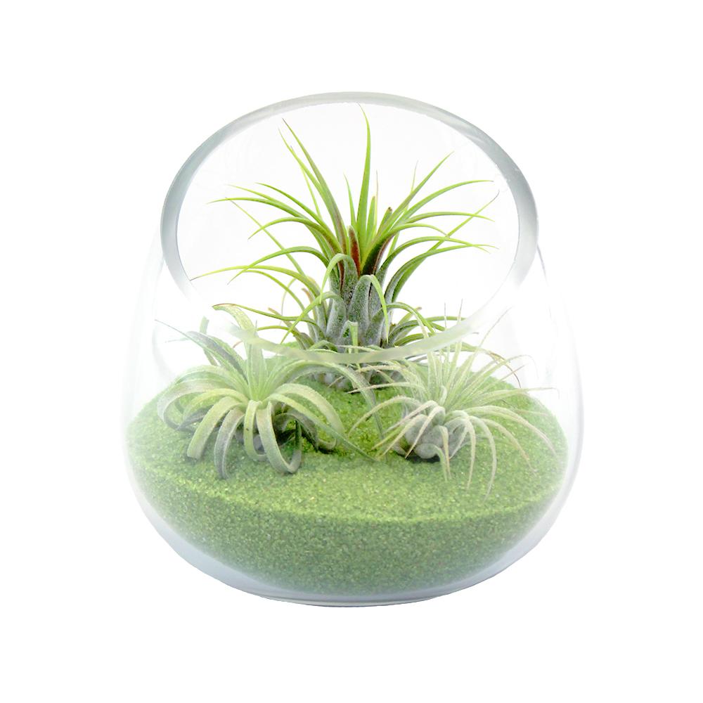 Retail Kit Bundle of Slanted Glass Terrarium Kit with Three Live Tillandsia Air Plants