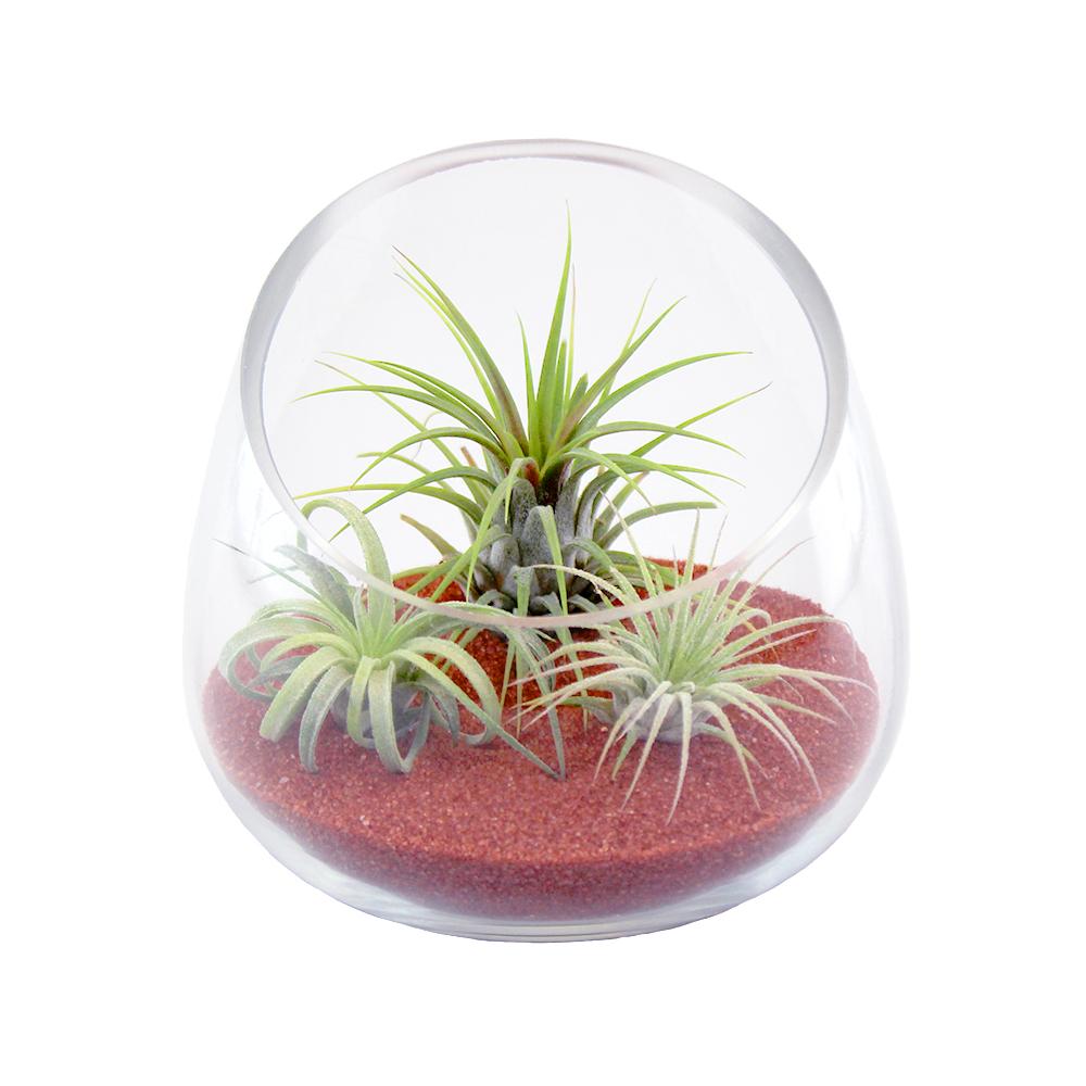 Retail Kit Bundle of Slanted Glass Terrarium Kit with Three Live Tillandsia Air Plants