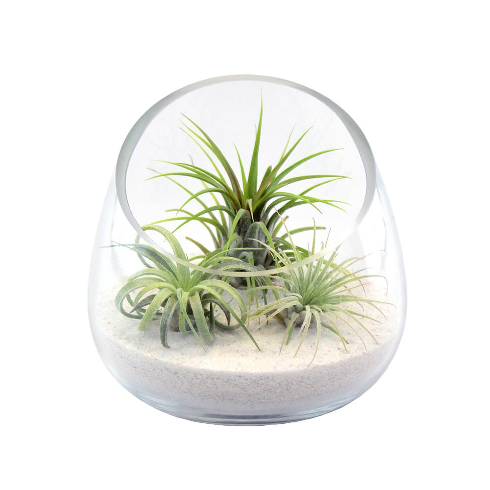 Retail Kit Bundle of Slanted Glass Terrarium Kit with Three Live Tillandsia Air Plants