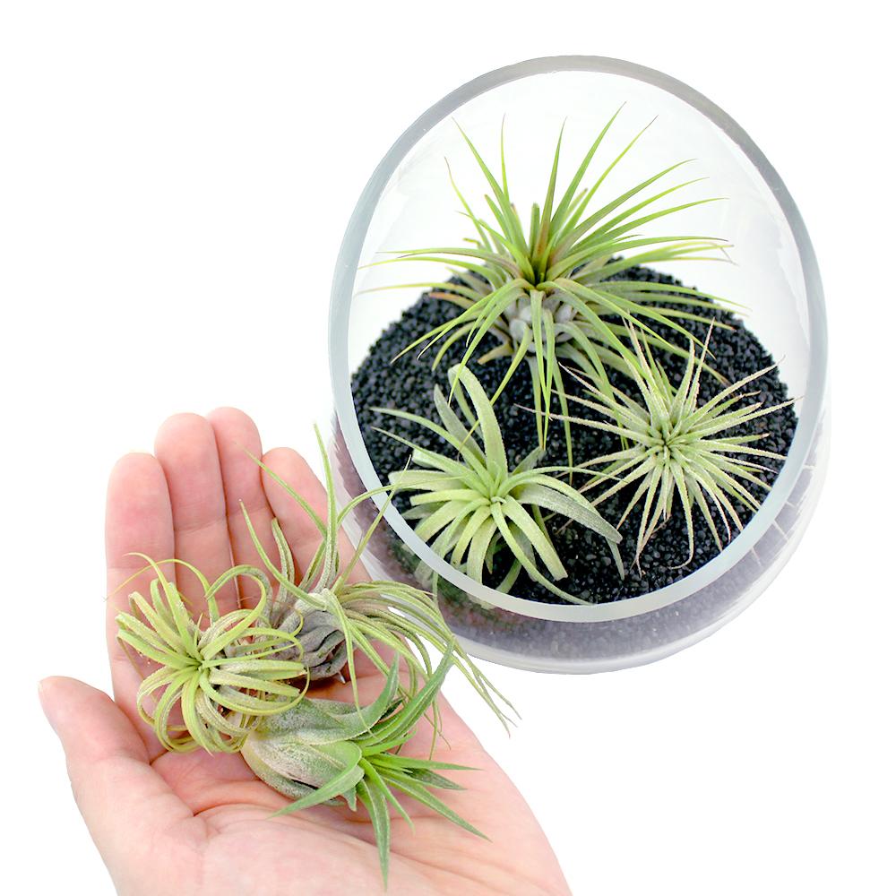 Retail Kit Bundle of Slanted Glass Terrarium Kit with Three Live Tillandsia Air Plants