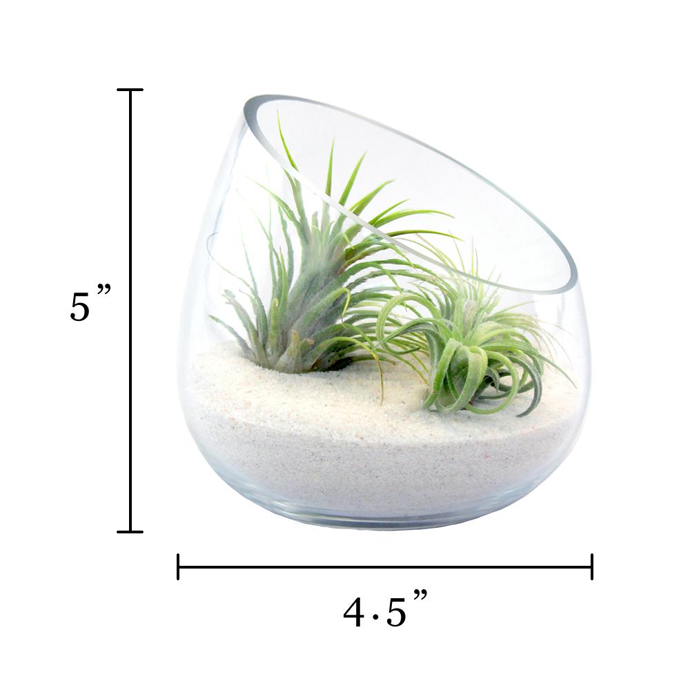 Retail Kit Bundle of Slanted Glass Terrarium Kit with Three Live Tillandsia Air Plants