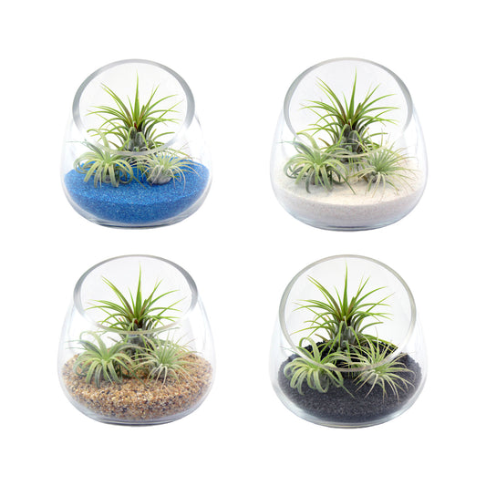 Retail Kit Bundle of Slanted Glass Terrarium Kit with Three Live Tillandsia Air Plants