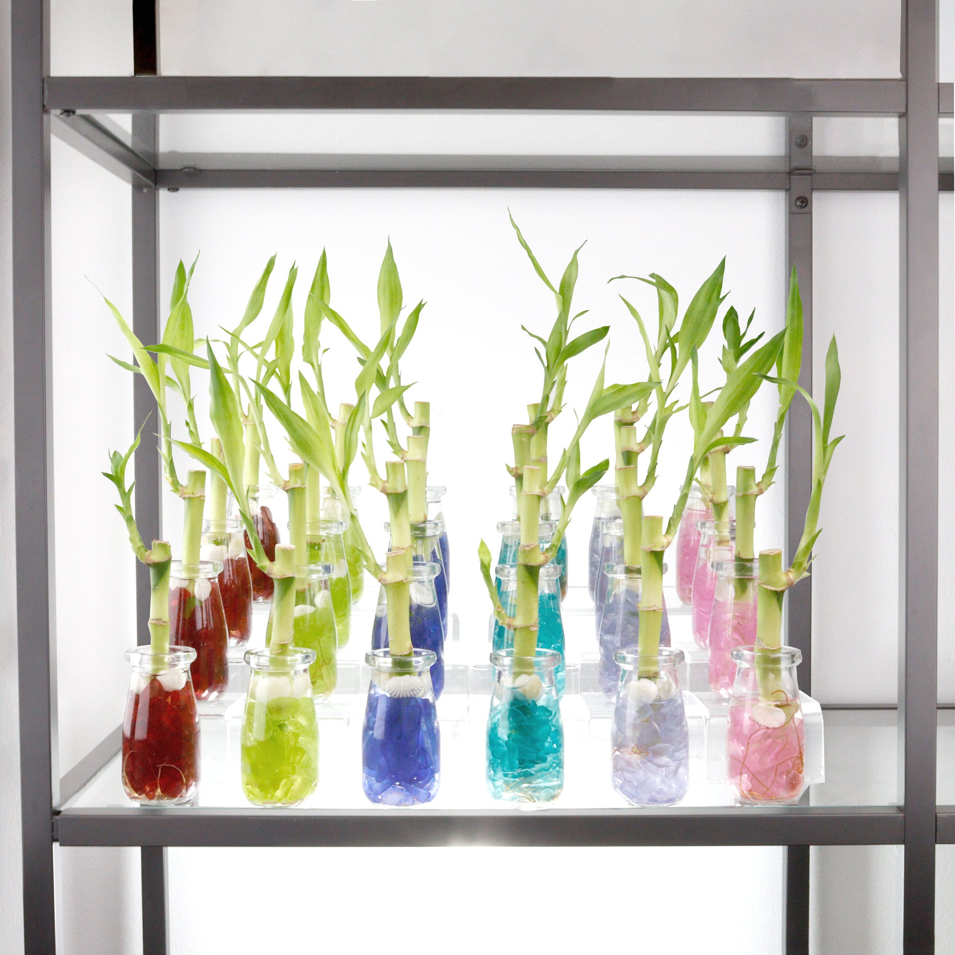 lucky bamboo party favors 6" Straight Stalk of Lucky Bamboo in Small Milk Jar Terrarium - Wedding Favors, Corporate Gifts
