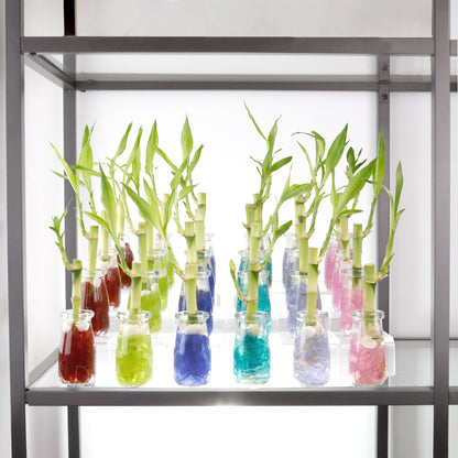 lucky bamboo in terrarium 6" Straight Stalk of Lucky Bamboo in Small Milk Jar Terrarium - Wedding Favors, Corporate Gifts