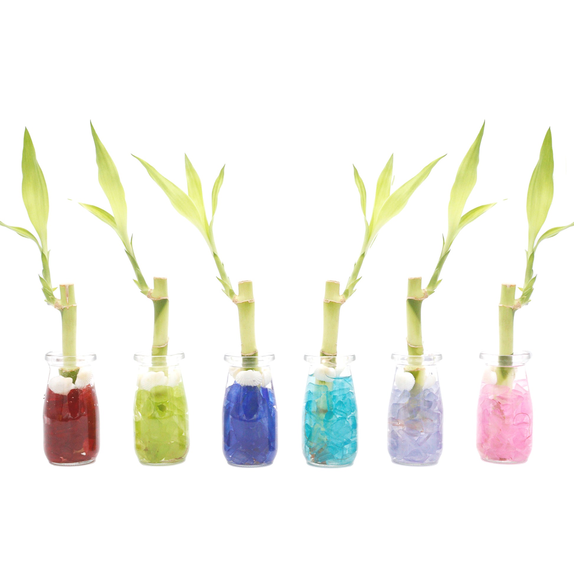 pebbles for lucky bamboo plants 6" Straight Stalk of Lucky Bamboo in Small Milk Jar Terrarium - Wedding Favors, Corporate Gifts