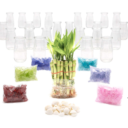 lucky bamboo in terrarium 6" Straight Stalk of Lucky Bamboo in Small Milk Jar Terrarium - Wedding Favors, Corporate Gifts