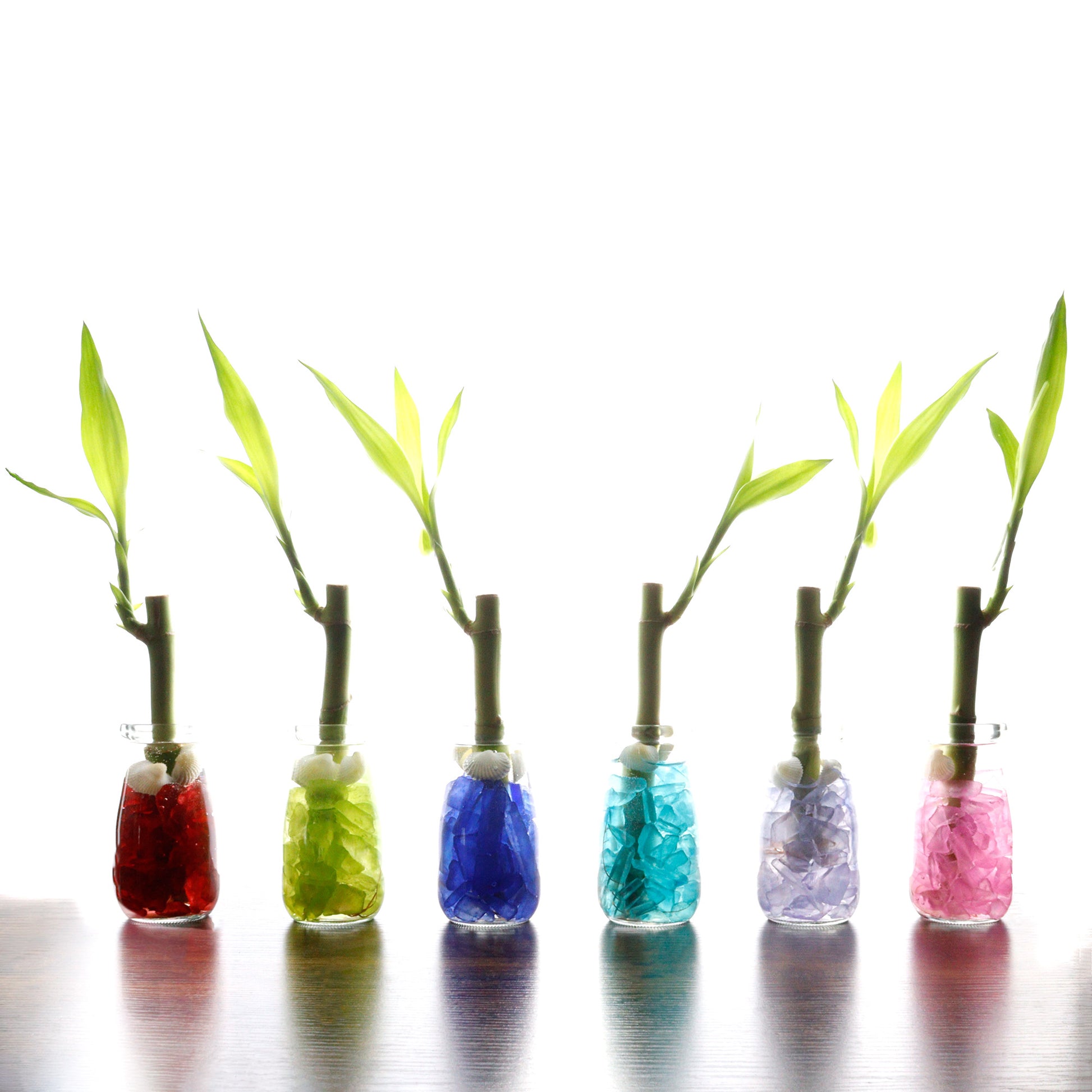 water beads for lucky bamboo 6" Straight Stalk of Lucky Bamboo in Small Milk Jar Terrarium - Wedding Favors, Corporate Gifts