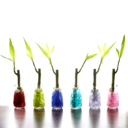 lucky bamboo in terrarium 6" Straight Stalk of Lucky Bamboo in Small Milk Jar Terrarium - Wedding Favors, Corporate Gifts