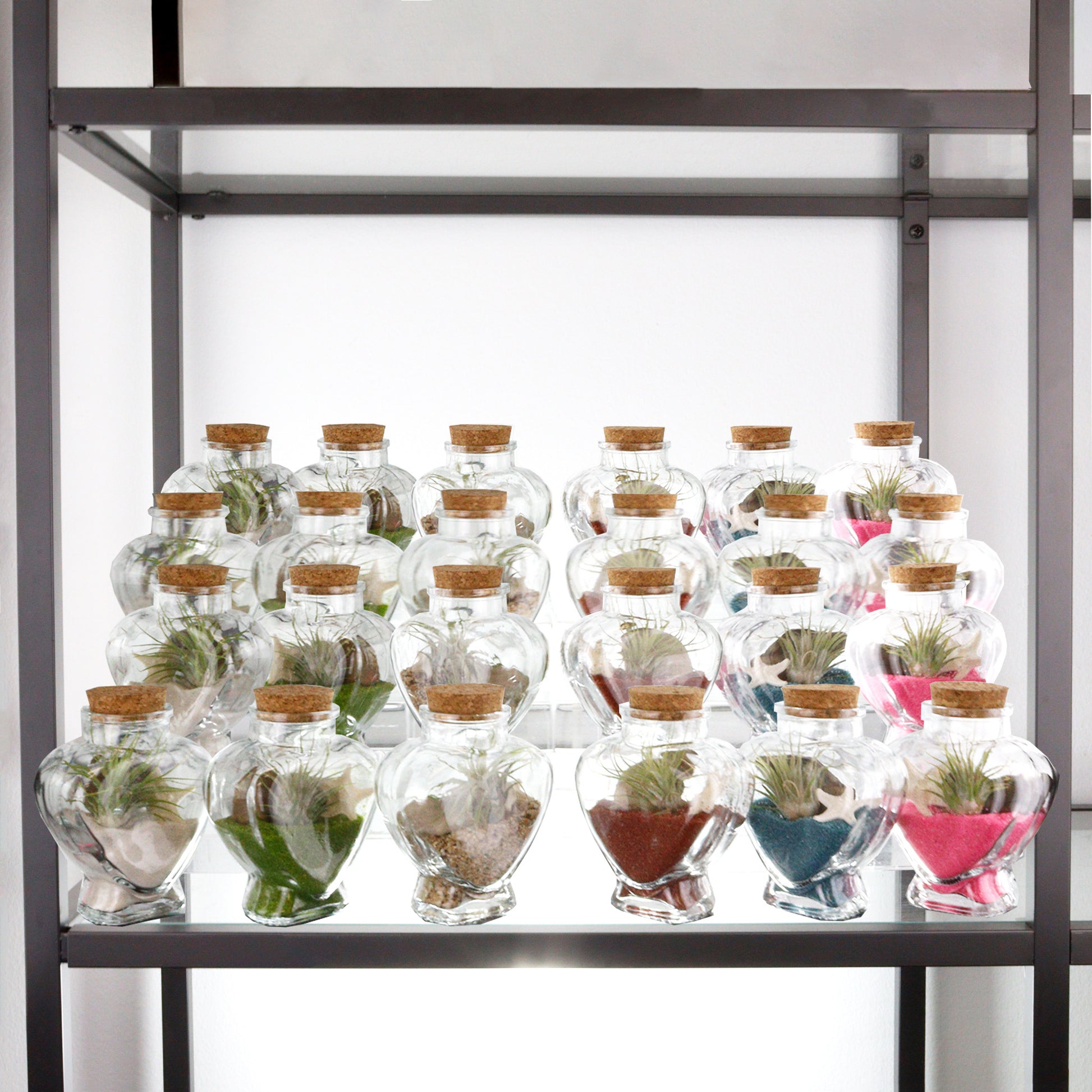 lucky air plant Set of 24 Lucky Bamboo Plants Complete Arrangement for Retail – NW Wholesaler