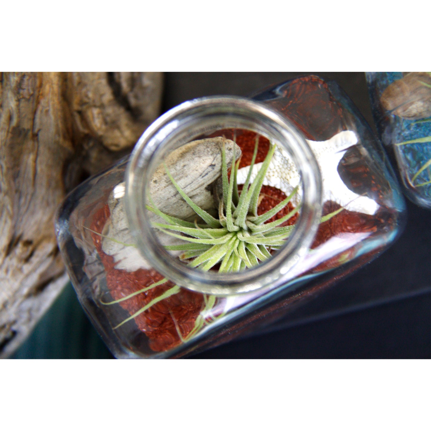 Air Plant Heart Terrariums - 24 Retail Kit