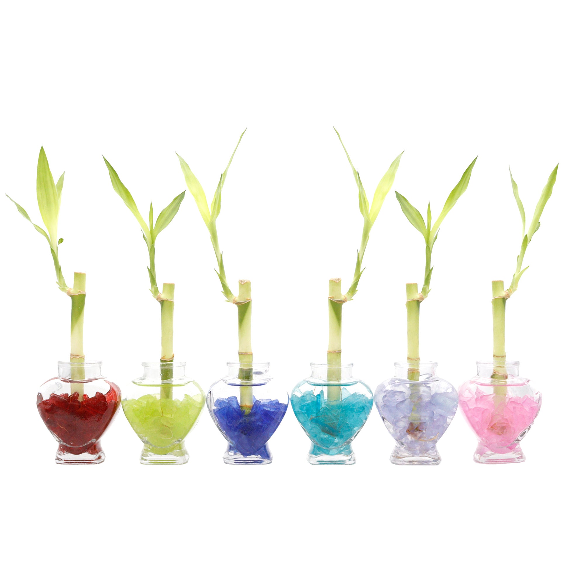 lucky bamboo terrarium 24 Lucky Bamboo Complete Terrariums with Colored Sea Glass