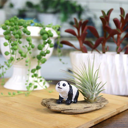Mini Panda Driftwood Garden