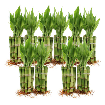 4" Straight Live Indoor Lucky Bamboo Stalks | Bundles of 10 & 100