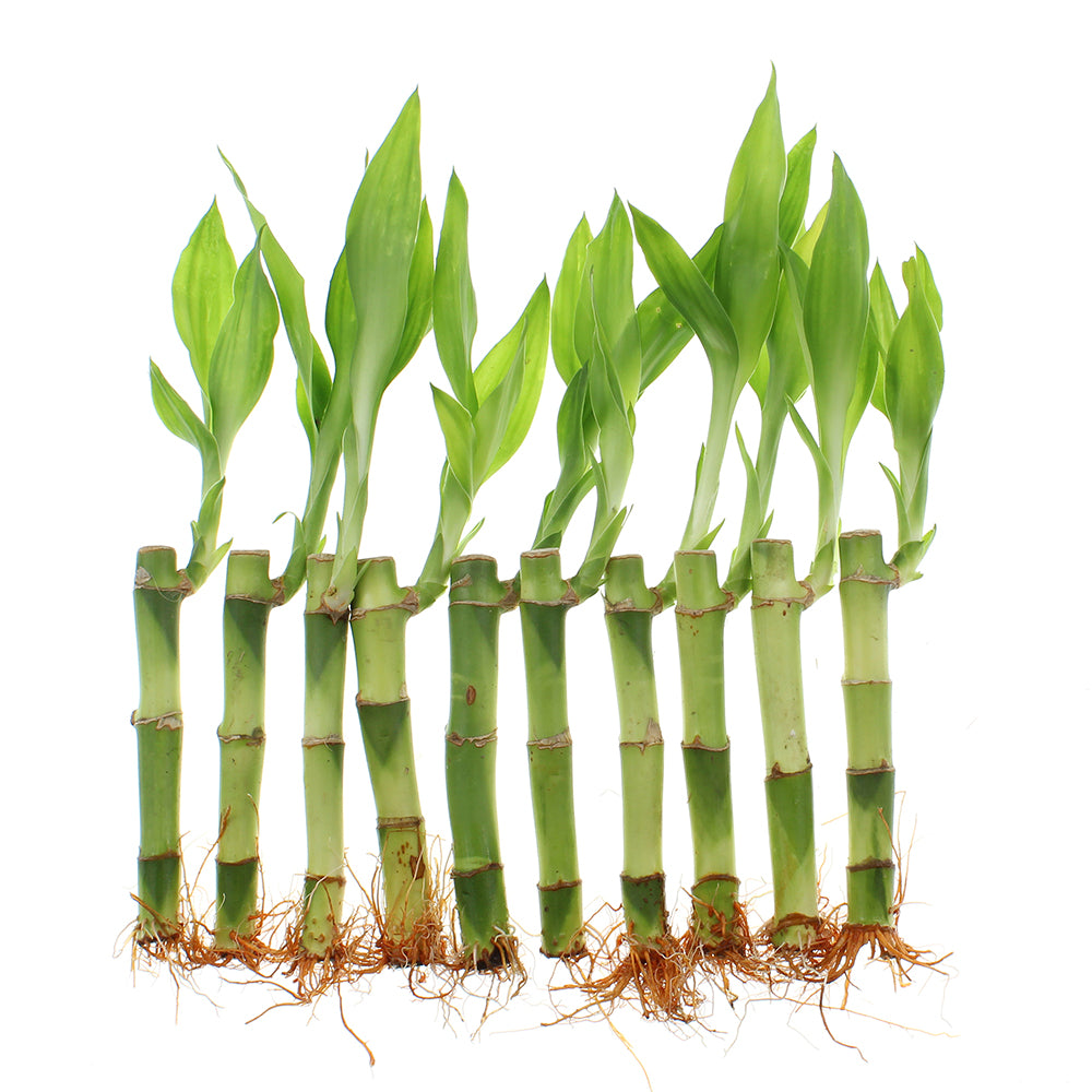 4" Straight Live Indoor Lucky Bamboo Stalks | Bundles of 10 & 100