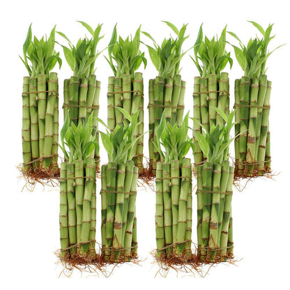 cost of lucky bamboo plant 6" Indoor Live Lucky Bamboo Plant, Straight Stalks, Bundles of 10 & 100 – NW Wholesaler