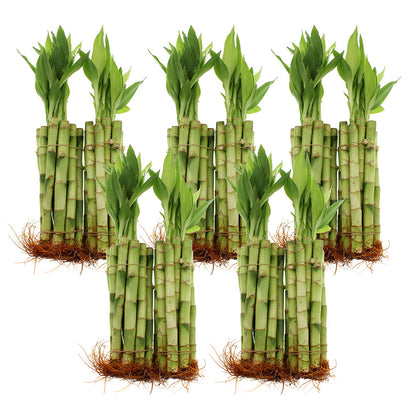 Lucky bamboo 8-inch stalks bundle of 100