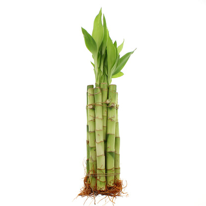 8" Live Lucky Bamboo Straight Stalks | Bundles of 10 & 100