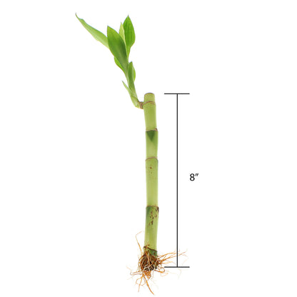 wholesale lucky bamboo stalks 8" Straight Lucky Bamboo Live Plant Bundle of 10 or 100 Stalks – NW Wholesaler