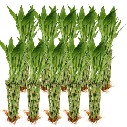 Pack of 100 Live Lucky Bamboo Straight Stalks