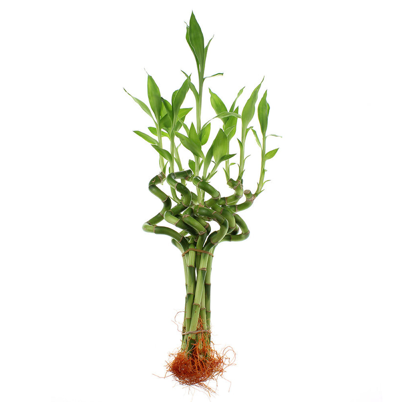 Live Indoor 6" Spiral Lucky Bamboo Plant Bundle of 10 & 100 NW Wholesaler