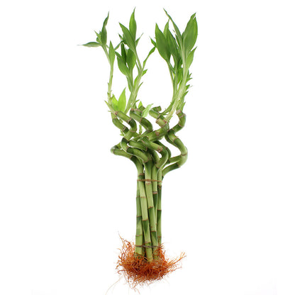 lucky bamboo sale 8" Spiral Lucky Bamboo Live Indoor Plant Pack of 10 and 100 stalks – NW Wholesaler