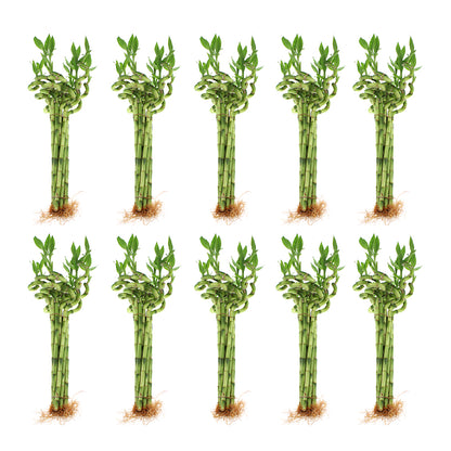 12" Live Lucky Bamboo Plant Spiral Stalks | Bundles of 10 & 100