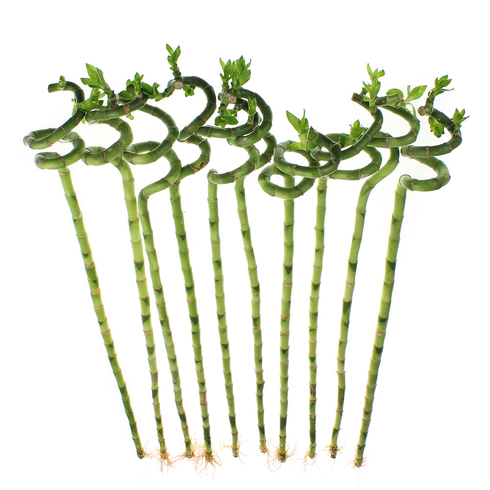 24" Lucky Bamboo Spiral Stalks