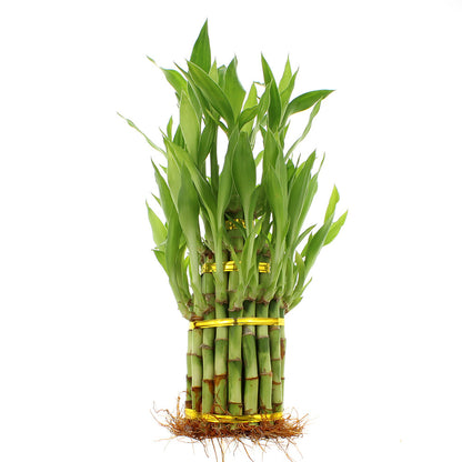 lucky bamboo three stalks 3 Tier Lucky Bamboo Tower Indoor Plant Arrangement, Wholesale Live Plants – NW Wholesaler