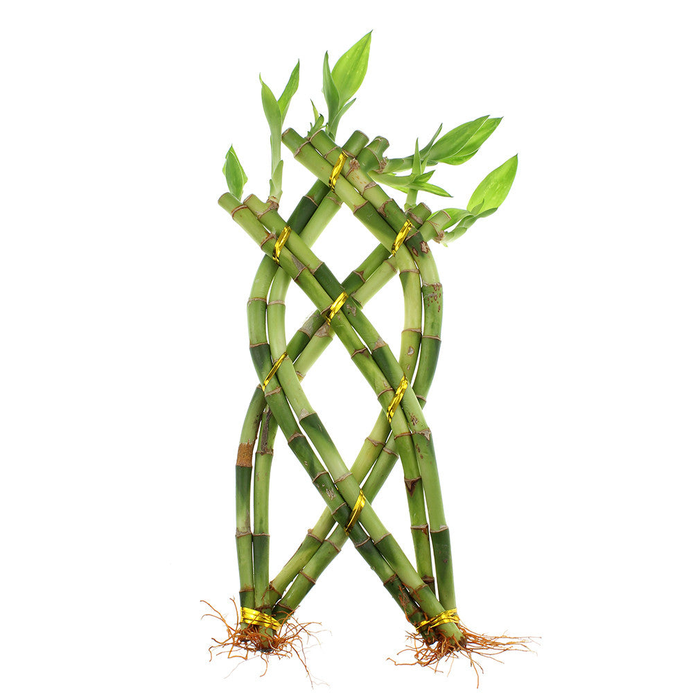 Braided lucky bamboo trellis braided with 8 straight lucky bamboo stalks