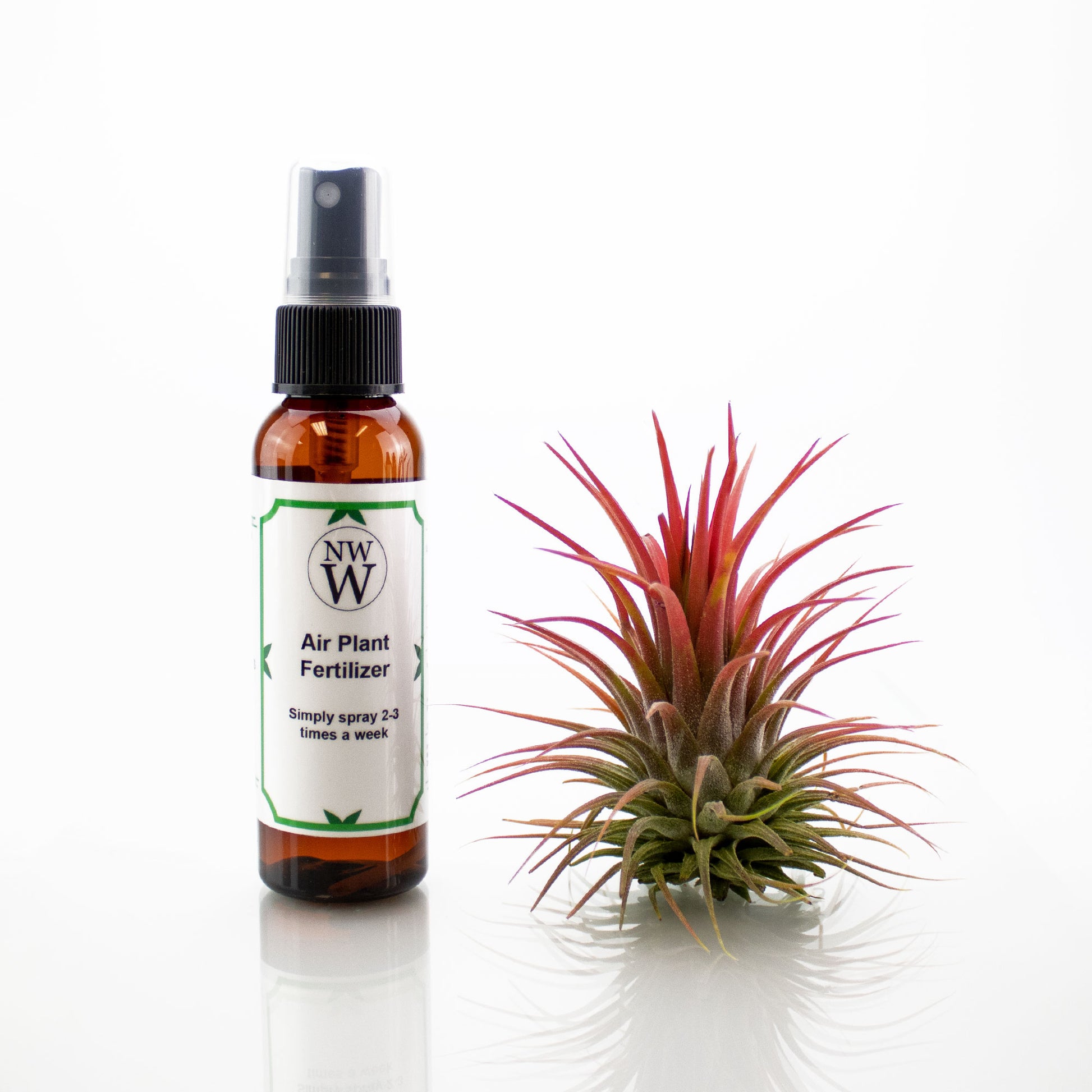 air plants fertilizer Tillandsia Air Plant Fertilizer / 2 Oz Spray Bottle – NW Wholesaler
