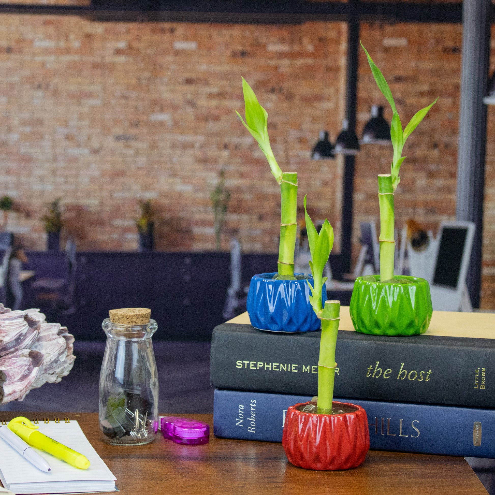 lucky bamboo party favors Single Stalk Lucky Bamboo Live Plant for Wedding Favors or Office Desk – NW Wholesaler