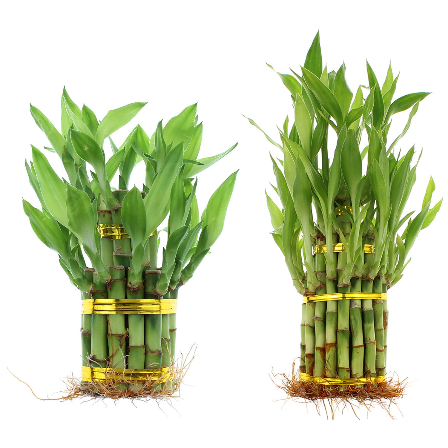 Lucky bamboo tiered towers wholesale designer pack by NW Wholesaler