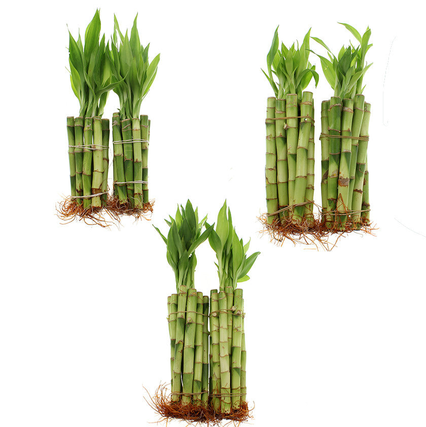 Lucky bamboo live indoor plant straight stalks - 60 stalks total