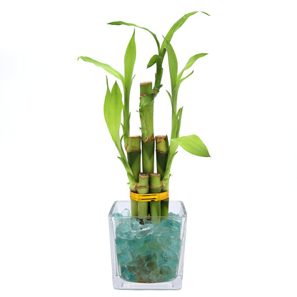 Lucky Bamboo Five Stalk Arrangement in Square Glass Vase