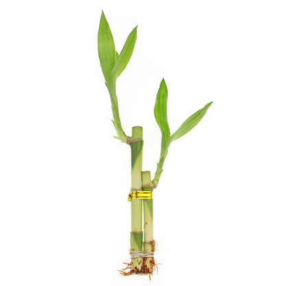 2 lucky bamboo 2-Stalk Lucky Bamboo Plant Arrangement - Bamboo Arrangement for Events, Indoor Live Plant