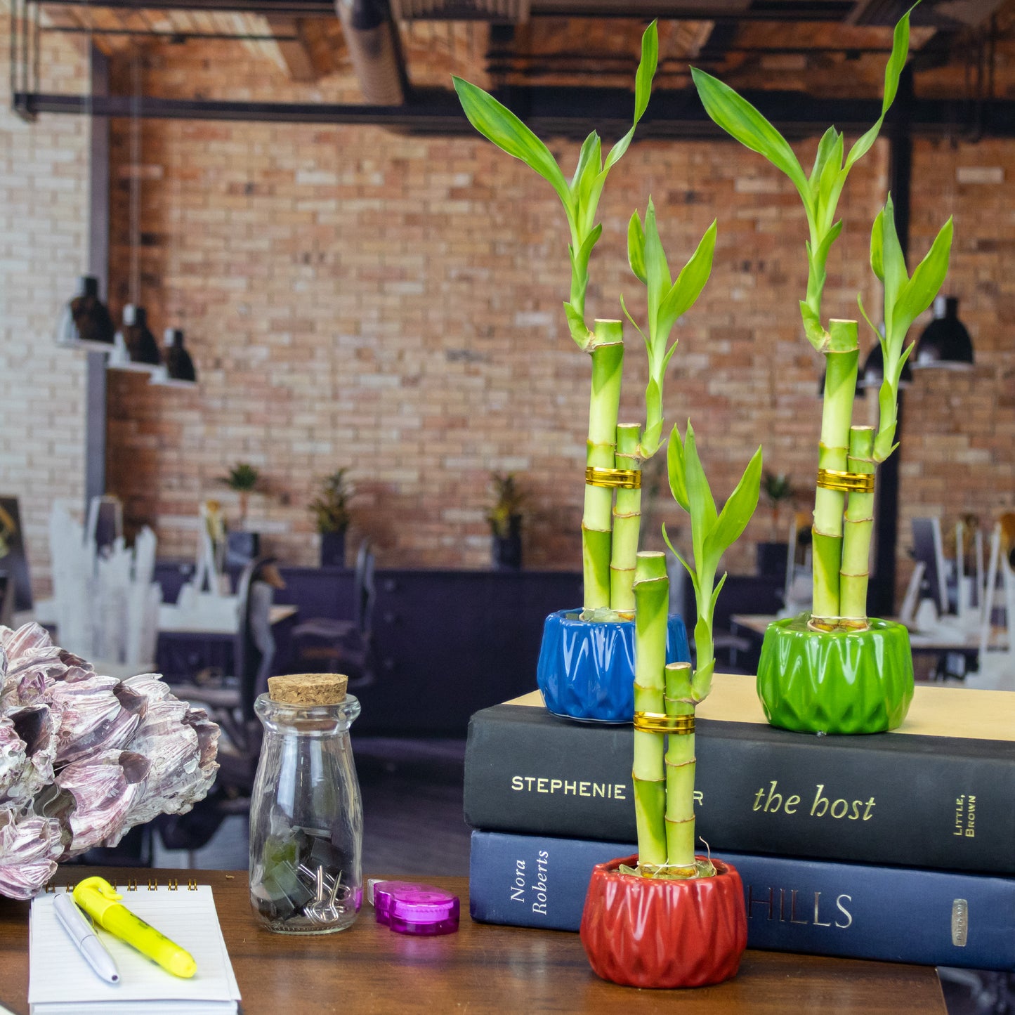 Two Stalk Lucky Bamboo with Round Accent Pot - 3 Colors to Choose From