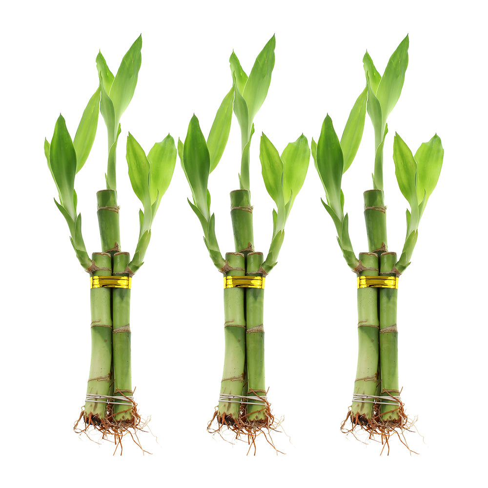 Three Stalk Lucky Bamboo Arrangement Plant